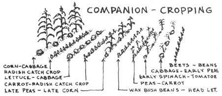 A proposed cultivation pattern for companion cropping, intended to maximize plant health.